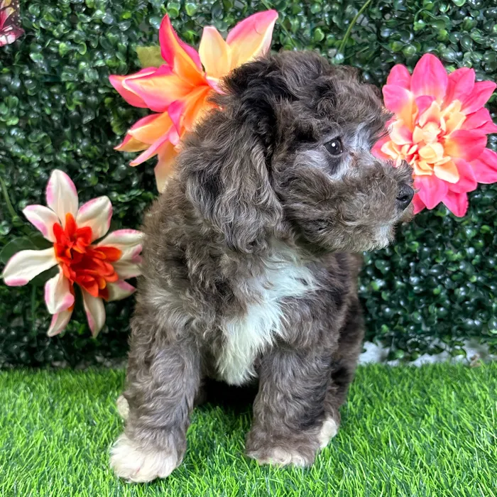 Male Bichon-Poodle puppy named Parker for sale at Puppy Dreams - Wichita West.