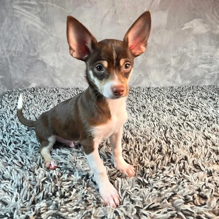 Male Chihuahua puppy named Chong for sale at Puppy Dreams - Junction City.