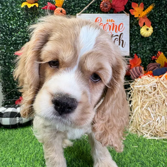 Male Cocker Spaniel puppy named Apple for sale at Puppy Dreams - Junction City.
