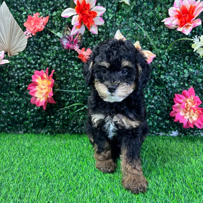 Female Bernedoodle Mini puppy named Harper for sale at Puppy Dreams - Junction City.