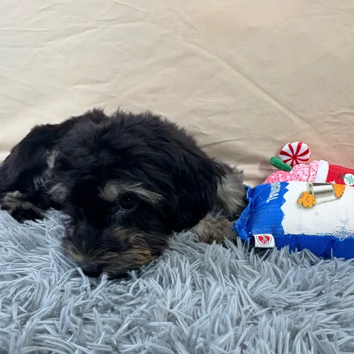 Male Morkie puppy named James for sale at Puppy Dreams - Wichita West.