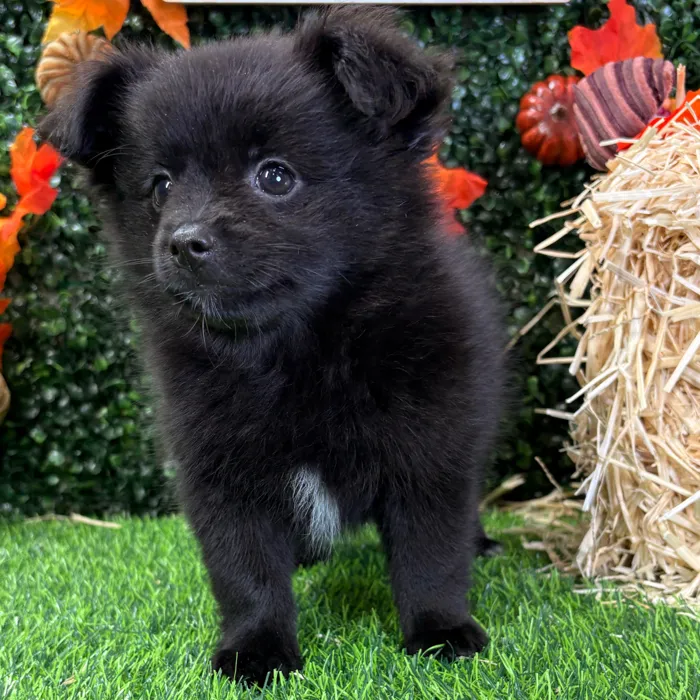 Female Pomchi puppy named Lillith for sale at Puppy Dreams - Junction City.