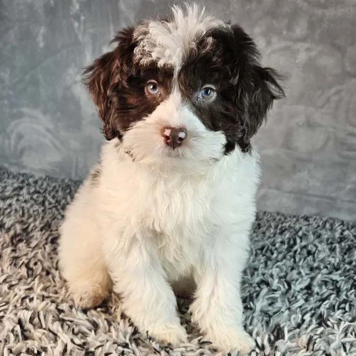 Male Schnoodle puppy named Patrick for sale at Puppy Dreams - Junction City.