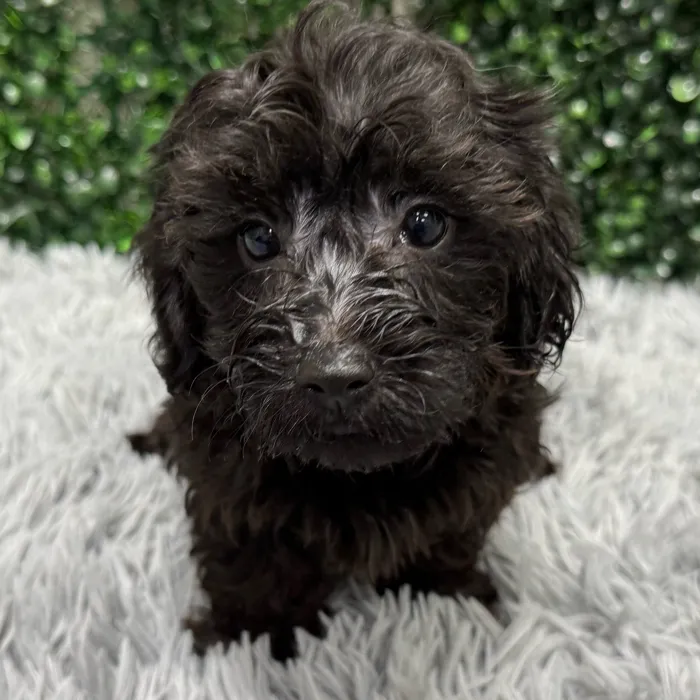 Male Yorkie-Poo puppy named Ryan for sale at Puppy Dreams - Wichita West.