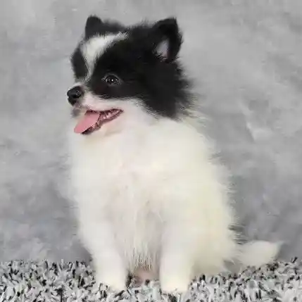 Male Pomeranian puppy named James for sale at Puppy Dreams - Junction City.
