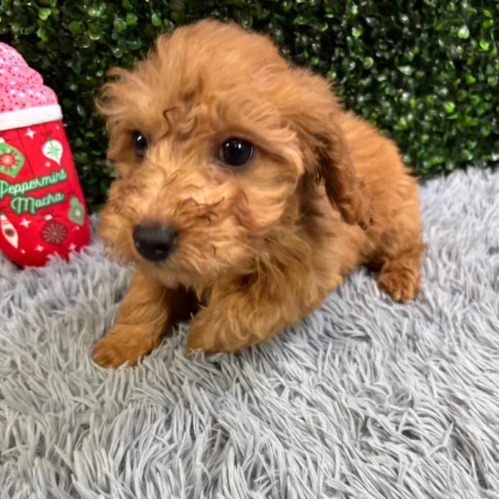 Male Mini Poodle puppy named Derek for sale at Puppy Dreams - Wichita West.