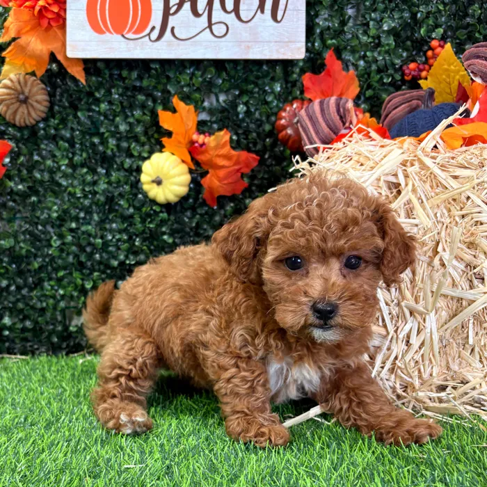 Female Mini Goldendoodle puppy named Roxy for sale at Puppy Dreams - Wichita West.