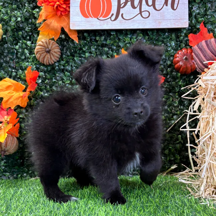 Female Pomchi puppy named Lillith for sale at Puppy Dreams - Junction City.