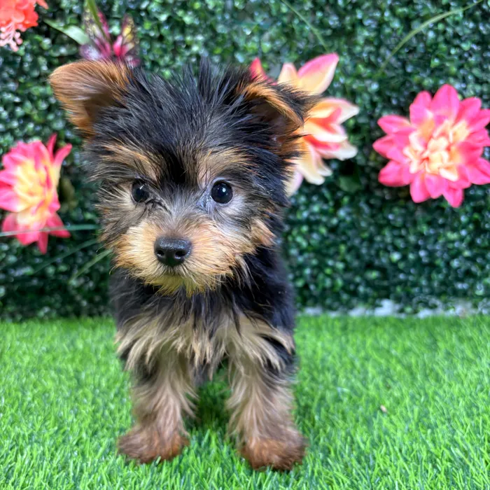 Male Yorkie puppy named Prince for sale at Puppy Dreams - Wichita West.