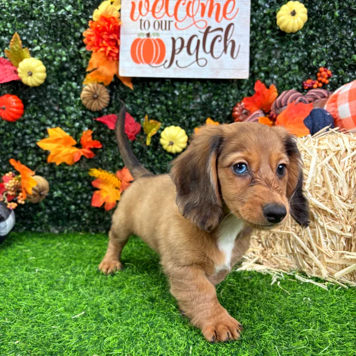 Female Dachshund puppy named Buffy for sale at Puppy Dreams - Wichita West.
