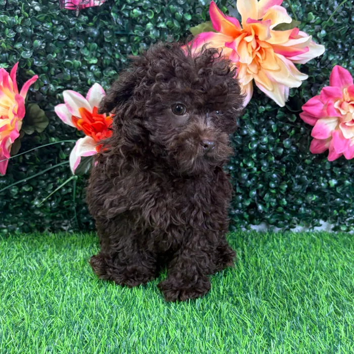 Male Shipoo puppy named Seymour for sale at Puppy Dreams - Wichita West.