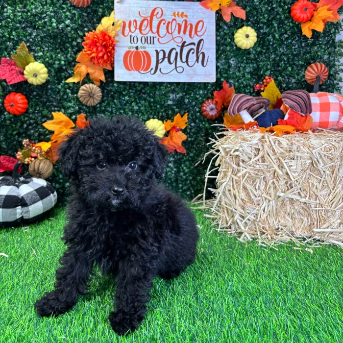 Male Mini Poodle puppy named Remy for sale at Puppy Dreams - Wichita West.