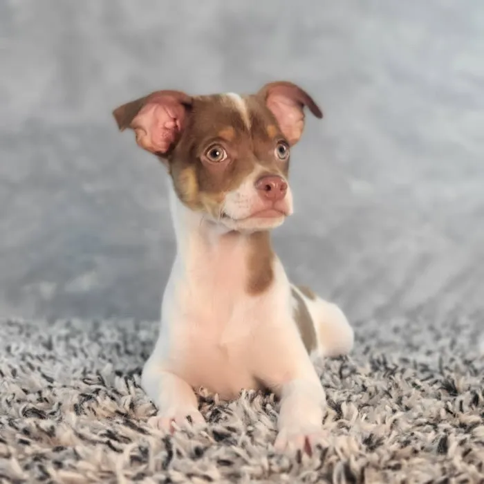 Male Chihuahua puppy named Thiago for sale at Puppy Dreams - Junction City.