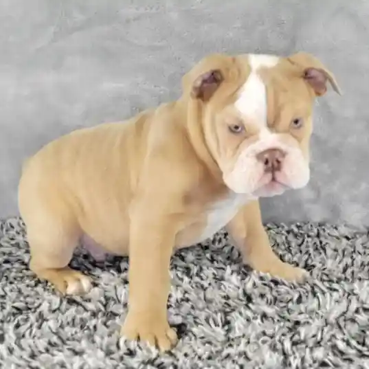 Male English Bulldog puppy named Tony for sale at Puppy Dreams - Junction City.