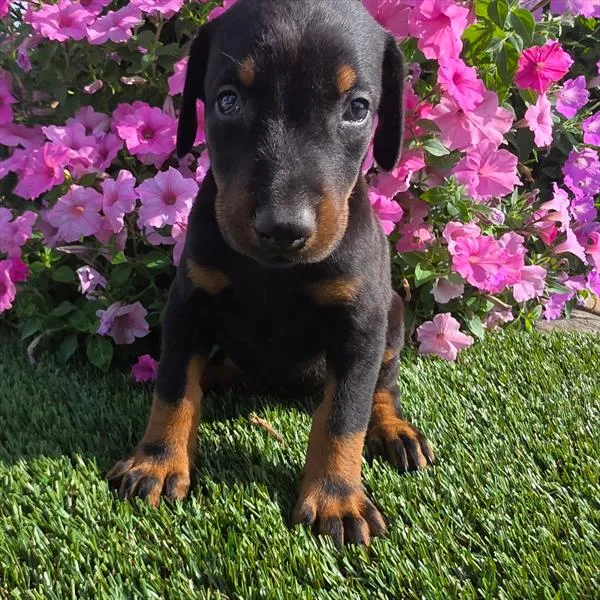 Female Doberman Pinscher puppy for sale at Puppy Dreams - Wichita West.