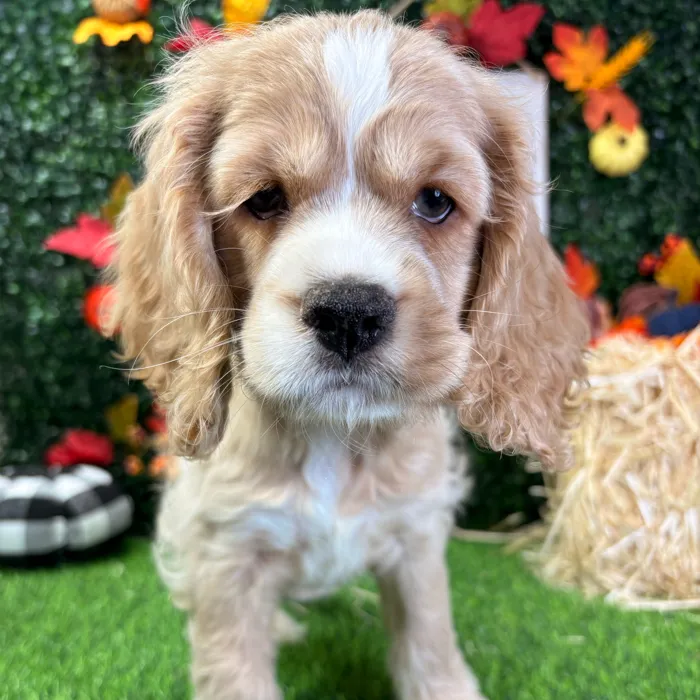 Male Cocker Spaniel puppy named Apple for sale at Puppy Dreams - Junction City.
