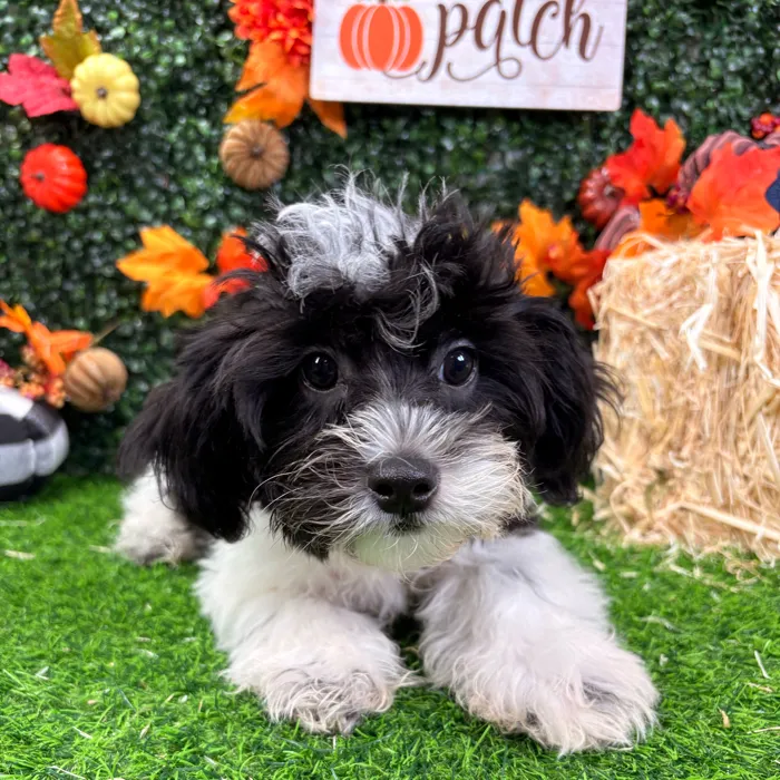 Male Shipoo puppy named Oreo for sale at Puppy Dreams - Wichita West.