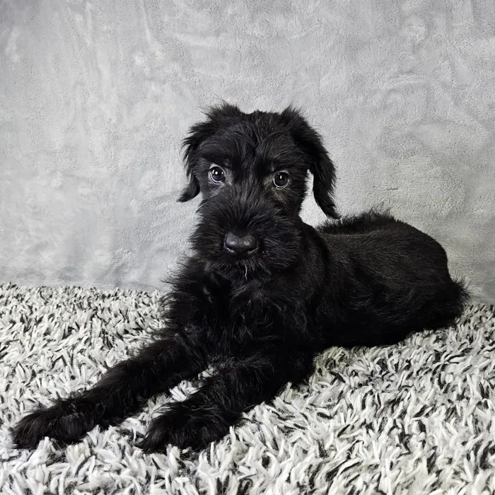Male Giant Schnauzer puppy named Spooky for sale at Puppy Dreams - Junction City.