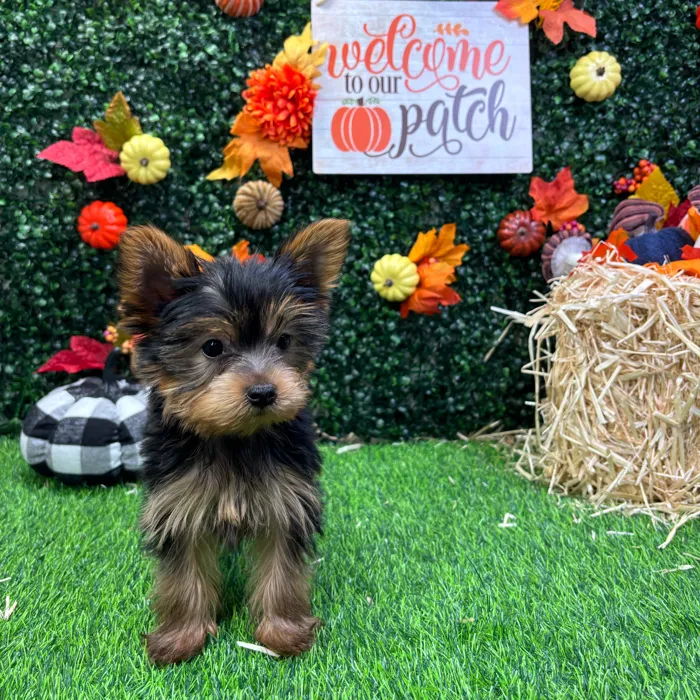 Male Yorkie puppy named Prince for sale at Puppy Dreams - Wichita West.