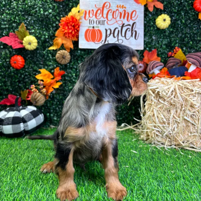 Male Cavalier King Charles Spaniel puppy named Pierre for sale at Puppy Dreams - Junction City.