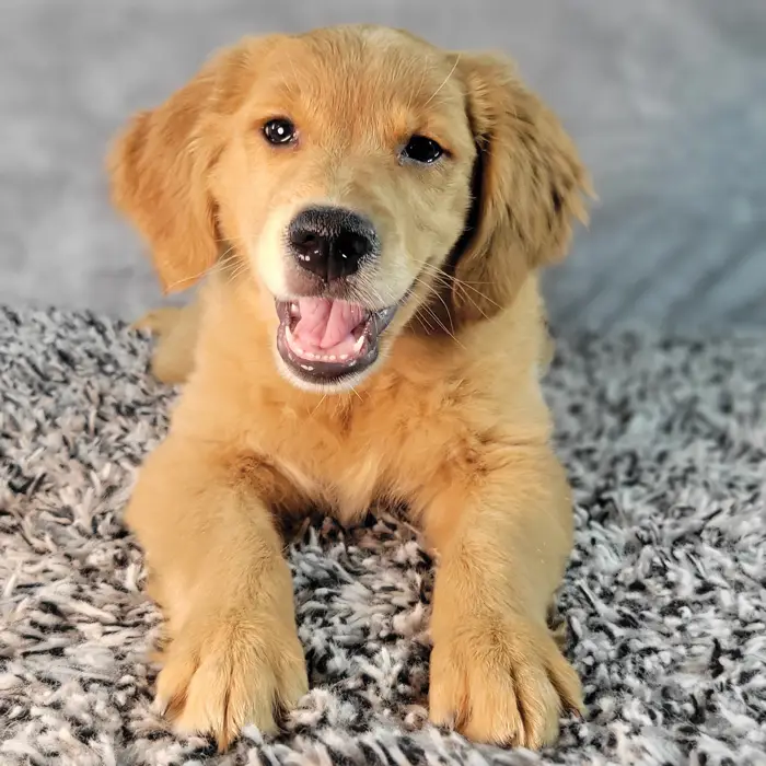 Male Golden Retriever puppy named Clay for sale at Puppy Dreams - Junction City.