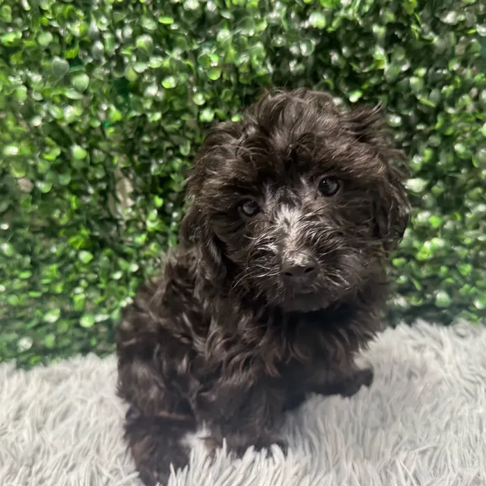 Male Yorkie-Poo puppy named Ryan for sale at Puppy Dreams - Wichita West.