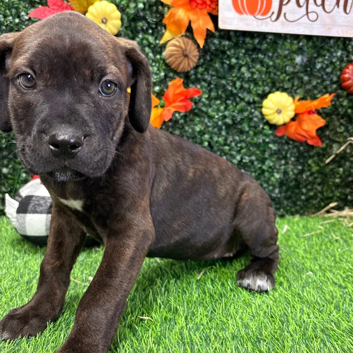 Female Cane Corso puppy named Xena for sale at Puppy Dreams - Wichita West.