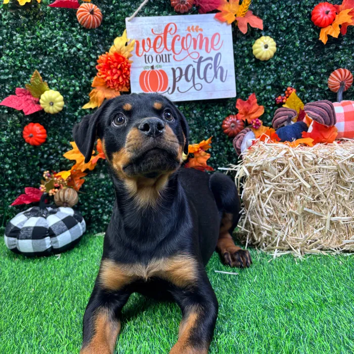 Female Rottweiler puppy named Gizelle for sale at Puppy Dreams - Wichita West.