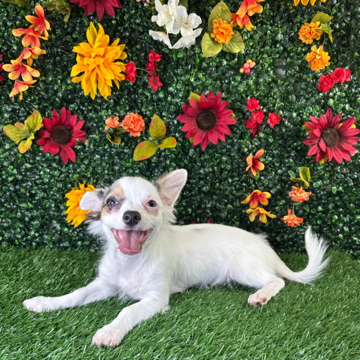 Male Chihuahua puppy named Eggnog for sale at Puppy Dreams - Wichita West.