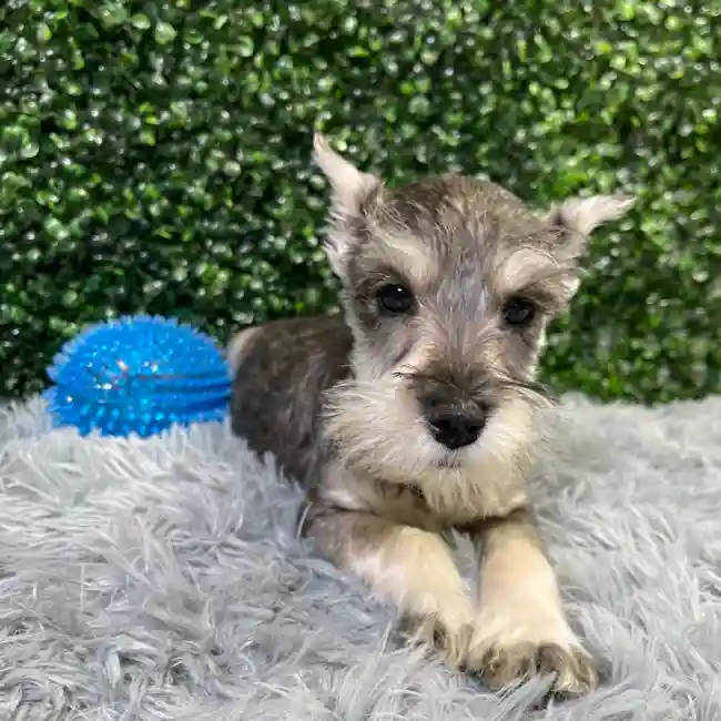 Male Mini Schnauzer puppy named Trent for sale at Puppy Dreams - Wichita West.