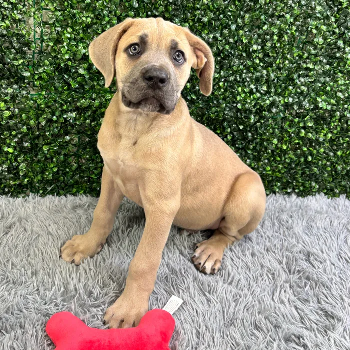 Male Cane Corso puppy named Tank for sale at Puppy Dreams - Wichita West.