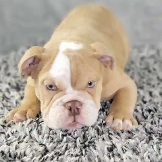 Male English Bulldog puppy named Tony for sale at Puppy Dreams - Junction City.
