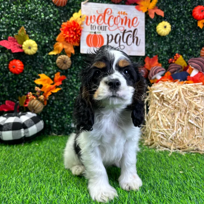 Male Cocker Spaniel puppy named Jerry for sale at Puppy Dreams - Wichita West.