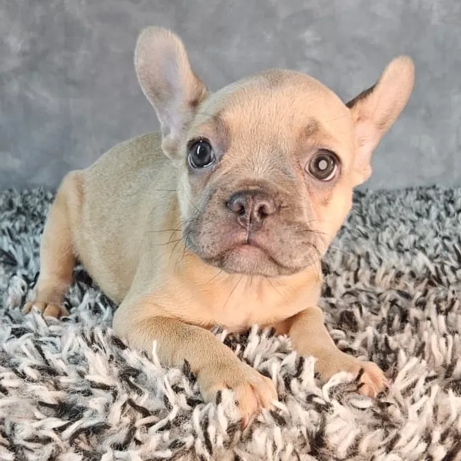 Female French Bulldog puppy named Violet for sale at Puppy Dreams - Junction City.