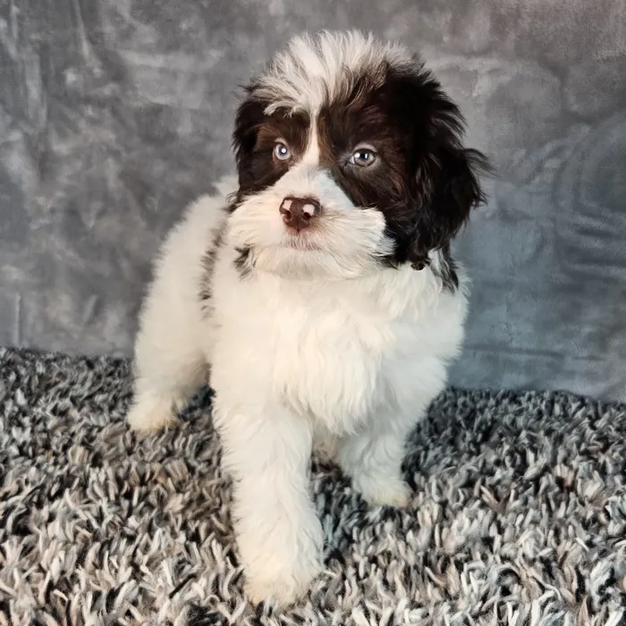 Male Schnoodle puppy named Patrick for sale at Puppy Dreams - Junction City.
