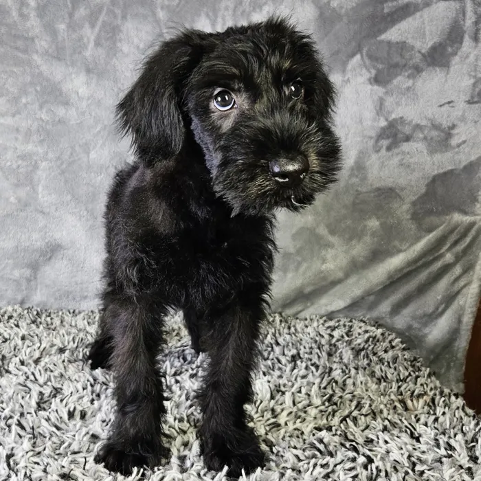 Male Giant Schnauzer puppy named Spooky for sale at Puppy Dreams - Junction City.
