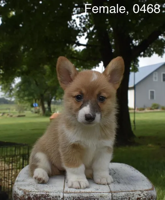 Female Pembroke Welsh Corgi puppy for sale at Puppy Dreams - Wichita West.