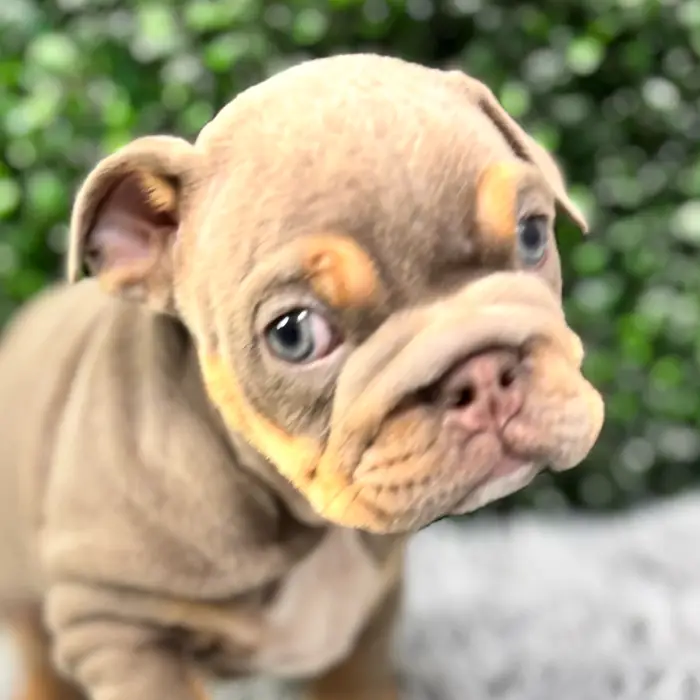 Female English Bulldog puppy named Dior for sale at Puppy Dreams - Junction City.