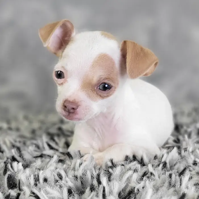 Male Chihuahua puppy named Jacob for sale at Puppy Dreams - Junction City.