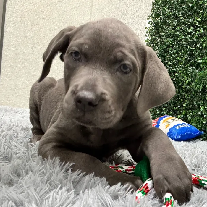 Female Cane Corso puppy named Elle for sale at Puppy Dreams - Junction City.