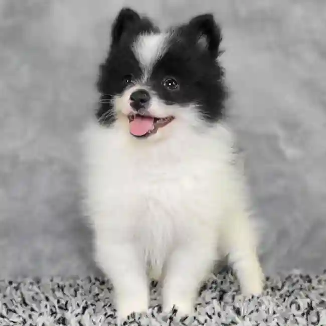 Male Pomeranian puppy named James for sale at Puppy Dreams - Junction City.