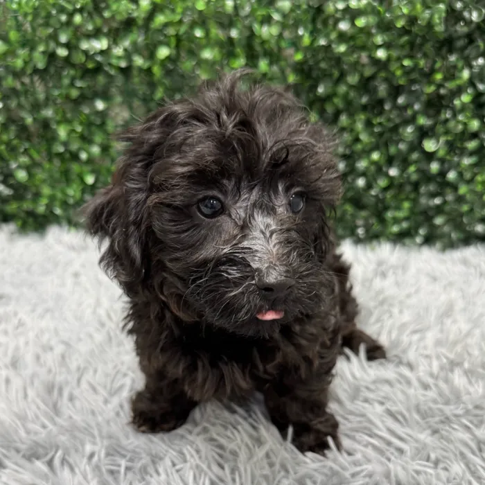 Male Yorkie-Poo puppy named Ryan for sale at Puppy Dreams - Wichita West.