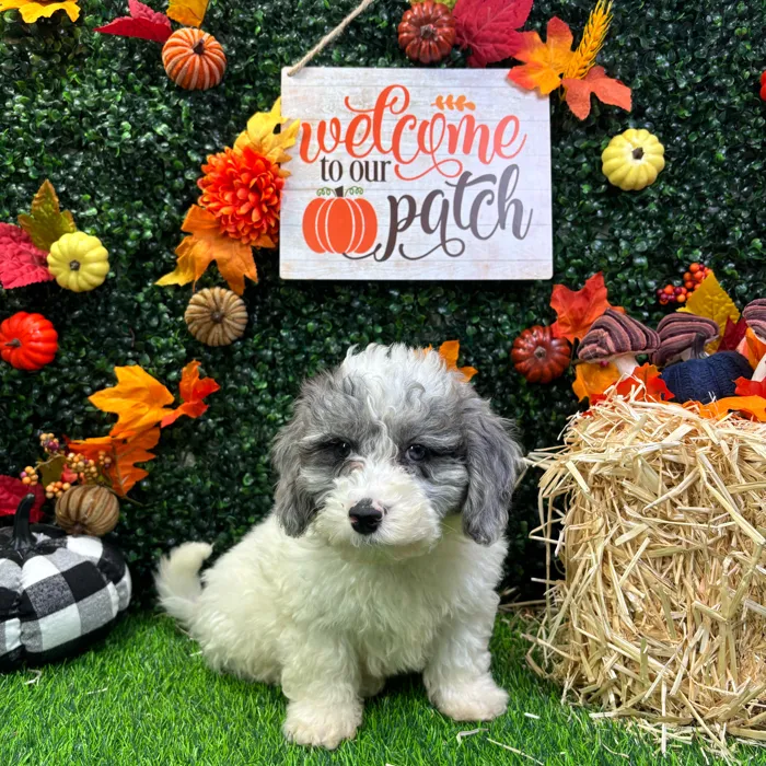 Male Bichon-Poodle puppy named Porter for sale at Puppy Dreams - Wichita West.