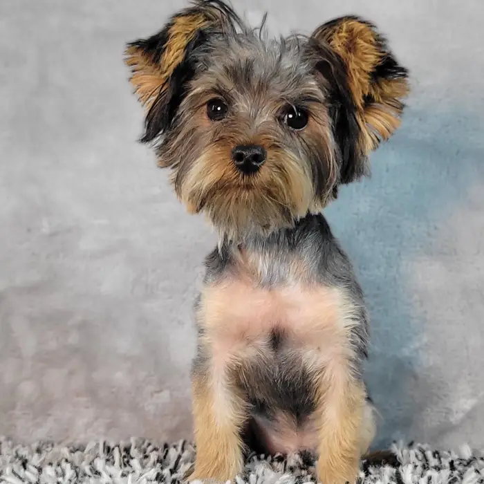 Male Yorkie puppy named Andy for sale at Puppy Dreams - Junction City.