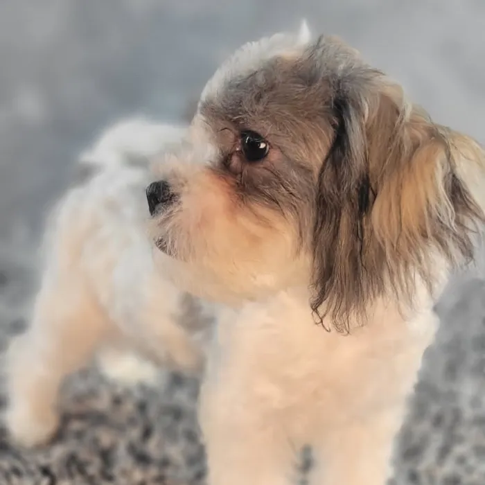 Male Teddy Bear puppy named Duke for sale at Puppy Dreams - Junction City.