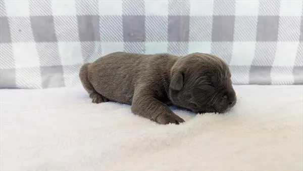 Male Cane Corso puppy for sale at Puppy Dreams - Wichita West.