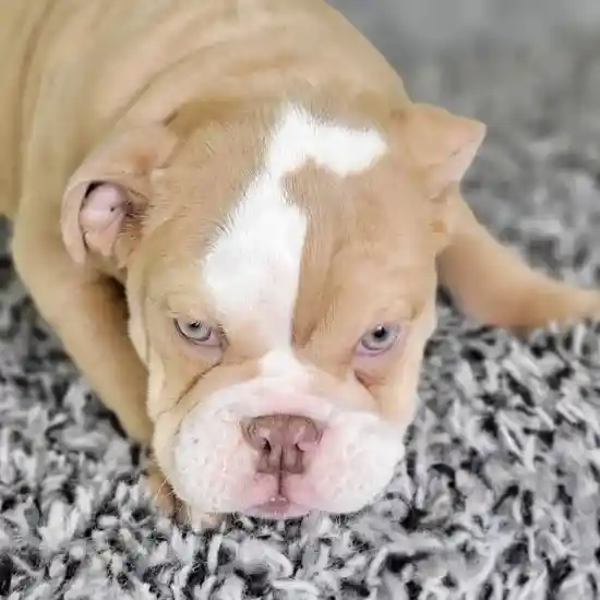 Male English Bulldog puppy named Tony for sale at Puppy Dreams - Junction City.